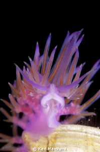 Flabellina portrait. 105mm with +2 diopter by Karl Marchant 